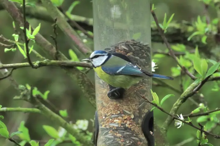 Une mésange bleue posée sur la mangeoire du jardin